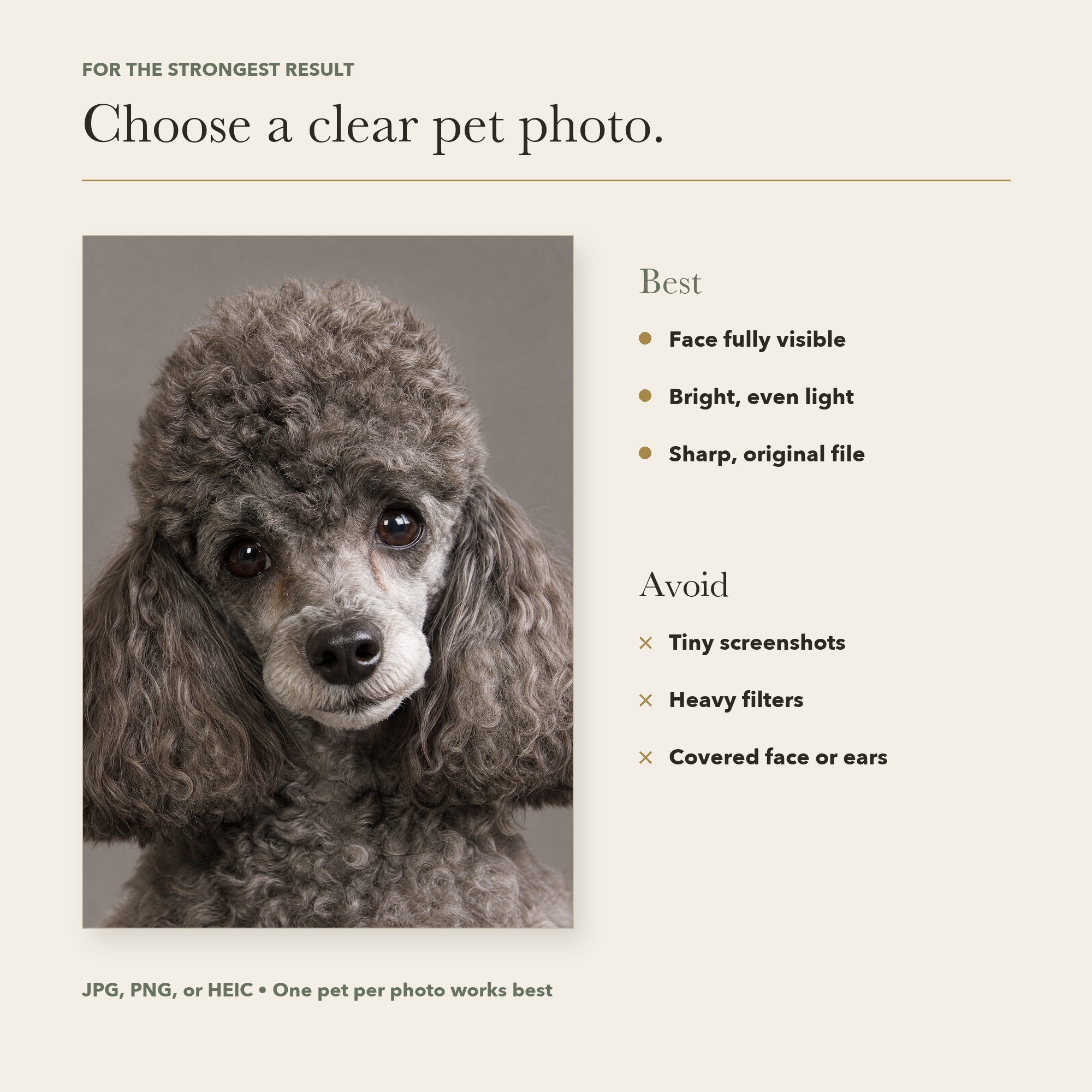 Guide for choosing a clear pet photo